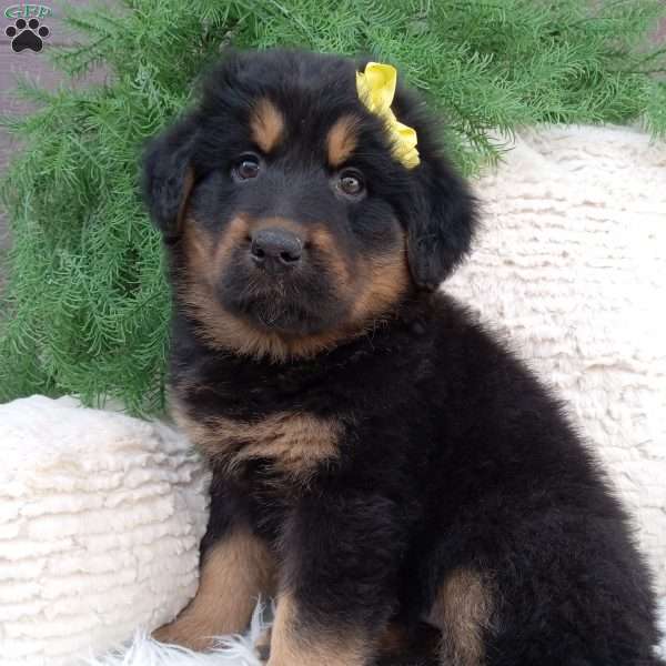 Bailey, German Shepherd Mix Puppy