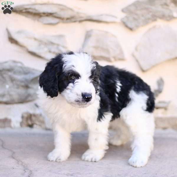 Freddy, Mini Bernedoodle Puppy