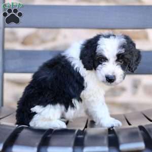 Freddy, Mini Bernedoodle Puppy