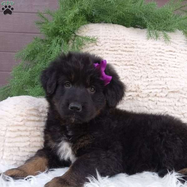 Bella, German Shepherd Mix Puppy