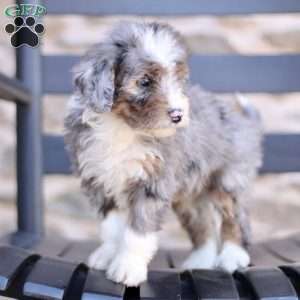 Darci, Mini Bernedoodle Puppy