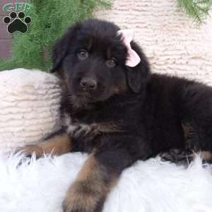 Daisy, German Shepherd Mix Puppy