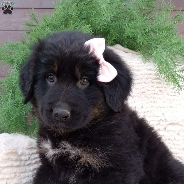 Daisy, German Shepherd Mix Puppy