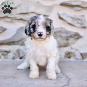 Annie, Mini Bernedoodle Puppy