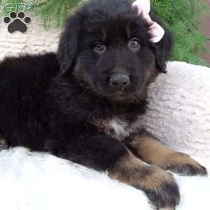 Daisy, German Shepherd Mix Puppy