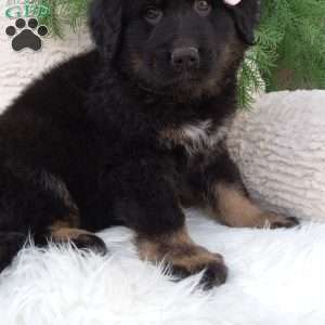 Daisy, German Shepherd Mix Puppy