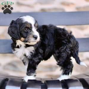 Phoebee, Mini Bernedoodle Puppy