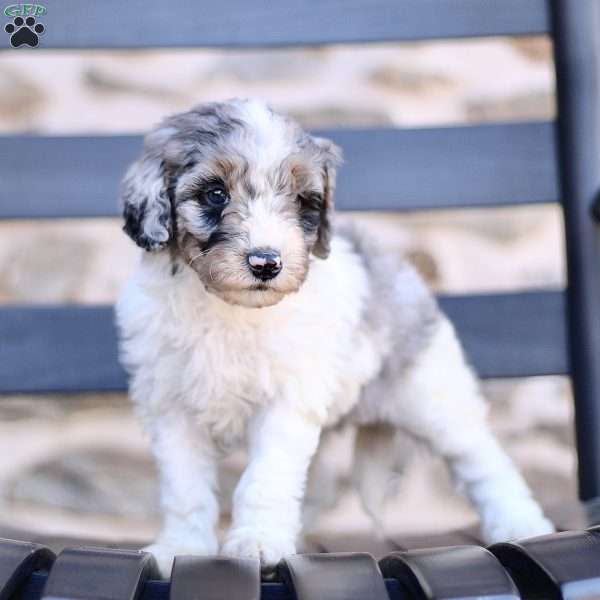 Annie, Mini Bernedoodle Puppy