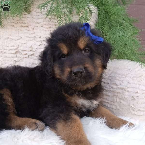 Buddy, German Shepherd Mix Puppy