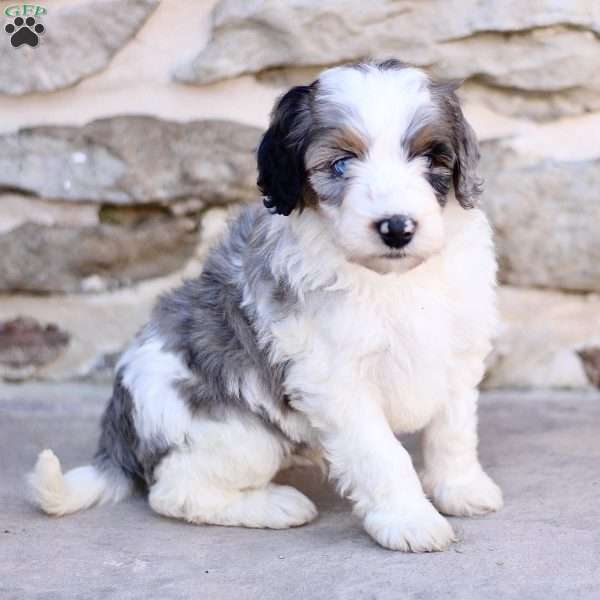 Bobby, Mini Bernedoodle Puppy