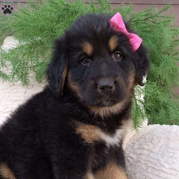 Abby, German Shepherd Mix Puppy