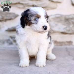 Bobby, Mini Bernedoodle Puppy