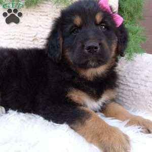 Abby, German Shepherd Mix Puppy