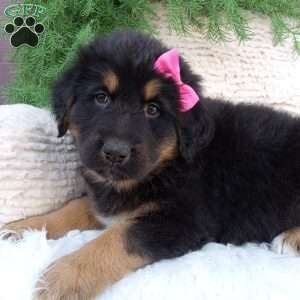 Abby, German Shepherd Mix Puppy