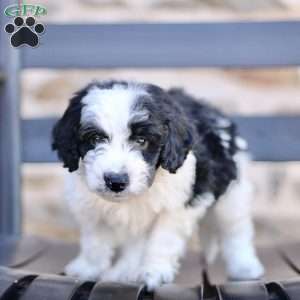 Freddy, Mini Bernedoodle Puppy