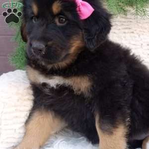 Abby, German Shepherd Mix Puppy