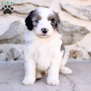 Bobby, Mini Bernedoodle Puppy