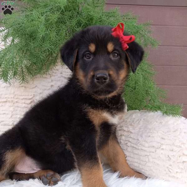 Jack, German Shepherd Mix Puppy