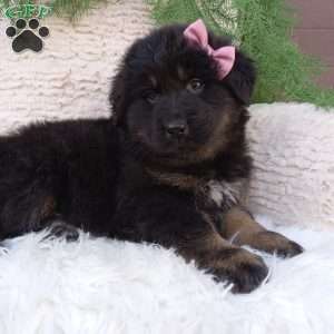 Reba, German Shepherd Mix Puppy