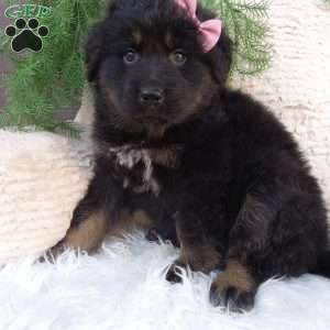 Reba, German Shepherd Mix Puppy