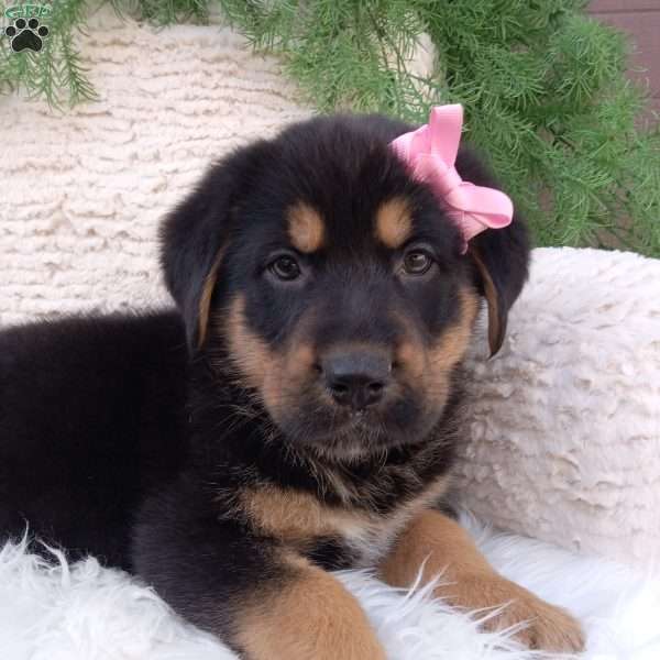 Willow, German Shepherd Mix Puppy