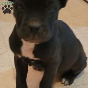 Onex, Cane Corso Puppy