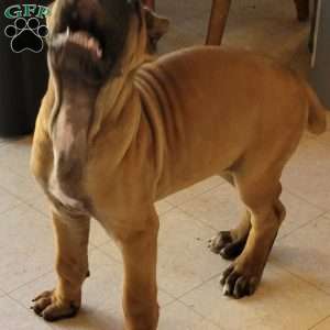 Orange, Cane Corso Puppy