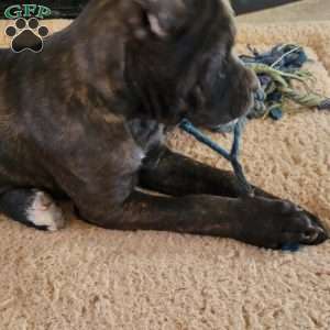 Brindle, Cane Corso Puppy