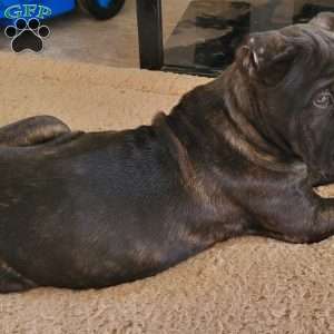 Brindle, Cane Corso Puppy