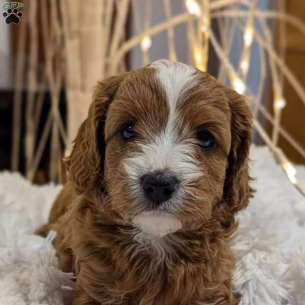 Pumpkin, Cavapoo Puppy