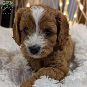 Pumpkin, Cavapoo Puppy