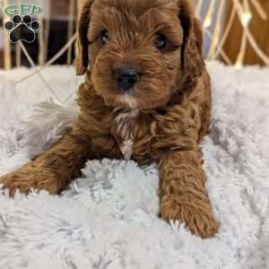 Carmelo, Cavapoo Puppy