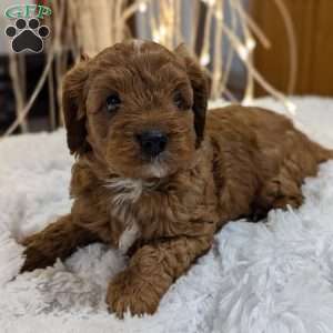 Carmelo, Cavapoo Puppy