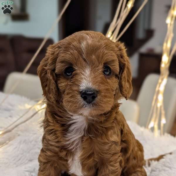 Cinnamon, Cavapoo Puppy