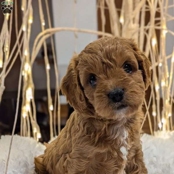 Autumn, Cavapoo Puppy