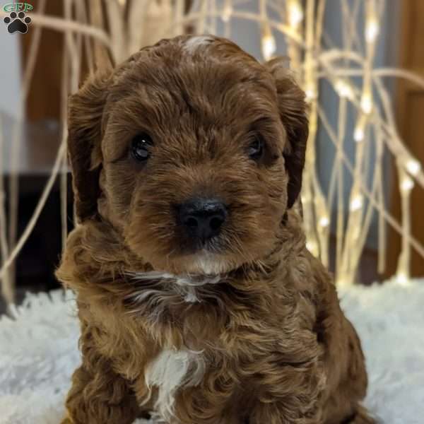 Carmelo, Cavapoo Puppy