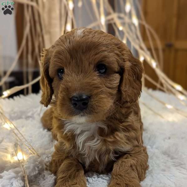 Aspen, Cavapoo Puppy