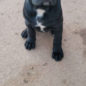 Red, Cane Corso Puppy