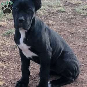 Onex, Cane Corso Puppy