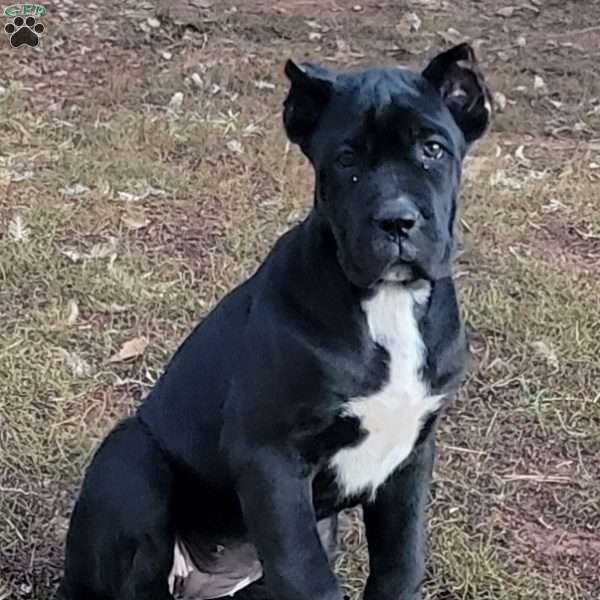 Onex, Cane Corso Puppy