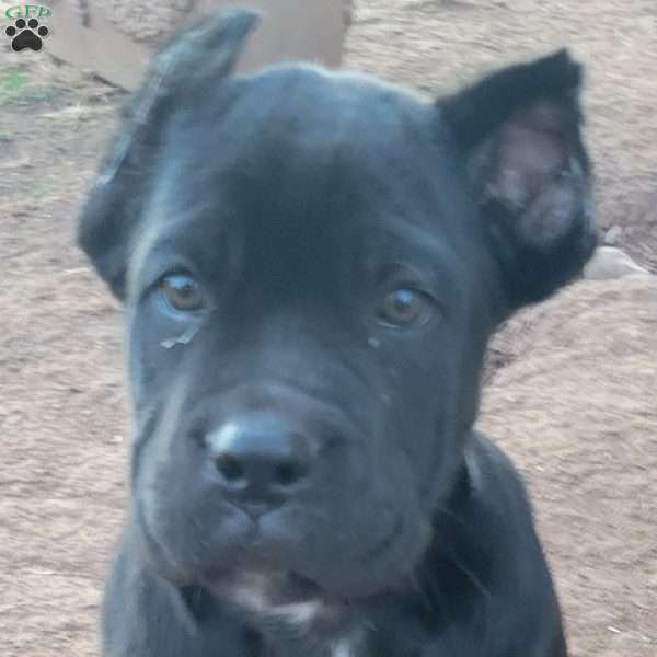 Red, Cane Corso Puppy