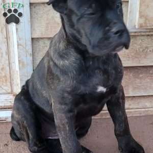 Brindle, Cane Corso Puppy