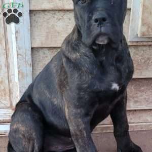 Brindle, Cane Corso Puppy