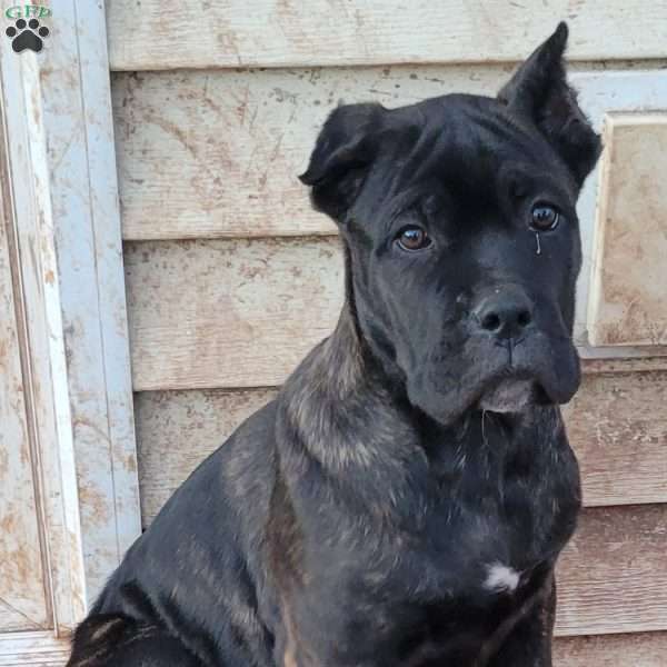 Brindle, Cane Corso Puppy