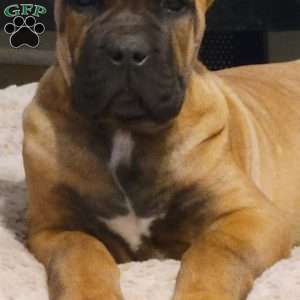 Orange, Cane Corso Puppy