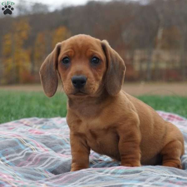 Tiger, Dachshund Puppy