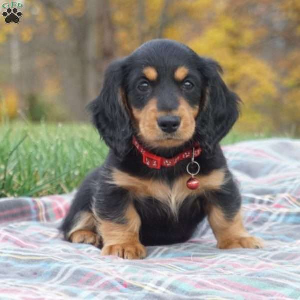 Freddie, Dachshund Puppy