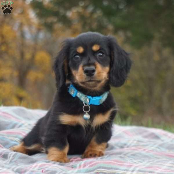 Frank, Dachshund Puppy