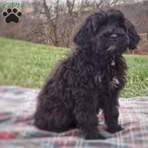 Brooke, Portuguese Water Dog Puppy