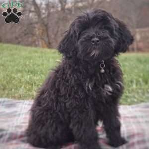 Brooke, Portuguese Water Dog Puppy